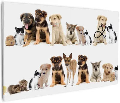 Produktbild von Wallario Premium Leinwandbild Süße Haustiere - Katzen  Hunde  Hamster  Küken in Größe 60 x 90 cm