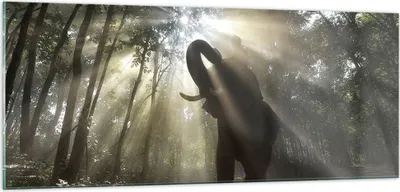 Produktbild von Bilder auf glas - Elefant Dschungel  - 100x40cm - Glasbilder - Wandbilder - Kunstdruck - zum Aufhängen bereit - Wanddekoration aus Glas - Glas Bilder - Wandbild auf Glas - Einteilig - GAB100x40-3835