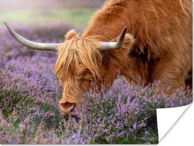Produktbild von MuchoWow® Poster Schottischer Highlander - Tiere - Heide 160x120 cm - Foto Plakat