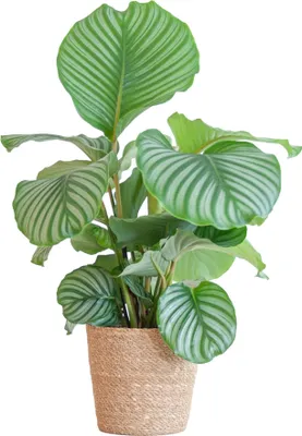 Image de Calathea Orbifolia en panier, plante d'intérieur, 65 cm de haut, Ø 21 cm, panier naturel