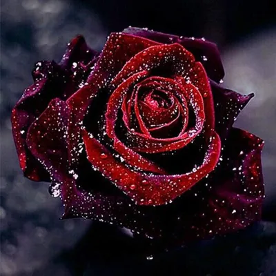 Obrázek produktu pro Diamond Painting Rose 5D Diamond Painting Pictures Kompletní sada DIY křišťálových štrasových výšivek s diamantovým příslušenstvím, 30 x 30 cm