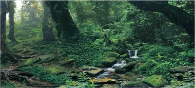 Obrázok produktu pre PVC lepidlo Riverway Green Woods Akvárium Pozadie Nálepka Akvárium Dekorácia (M)