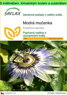 Obrázek produktu pro SAFLAX Garden to go - Modrá mučenka - Passiflora caerulea - 25 Semena - S květináčem, klimatickou poklicí a pěstebním substrátem