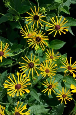 Zdjęcie produktu dla Rudbeckia subtomentosa 'Henry Eilers', gelb, ok. 11x11 cm Topf