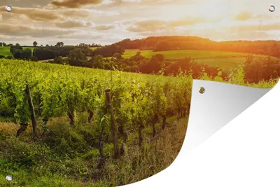 Produktbild von MuchoWow® 120x80 cm Outdoor-Poster Gartendeko Sichtschutz Garten Poster für den Garten  Weinberg bei Sonnenuntergang in Frankreich