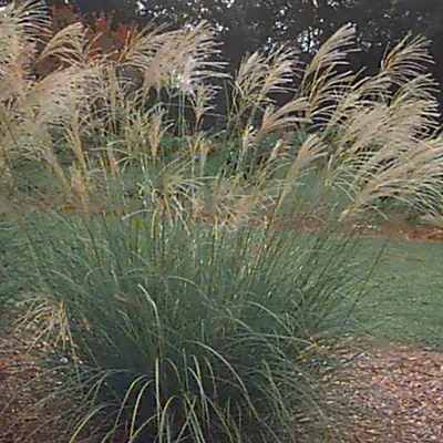 Produktbild von 6 x Chinaschilf Silberfeder - Miscanthus sinensis 'Silberfeder' | Topf 9cm x 9cm