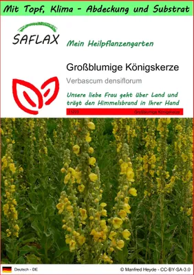 Produktbild von SAFLAX Garden to go - Großblumige Königskerze - Verbascum densiflorum - 500 Samen - Mit Topf, Klima - Deckel und Anzuchtsubstrat