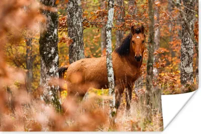 Produktbild von MuchoWow® Poster Pferd - Wald - Braun 30x20 cm - Plakate - Print