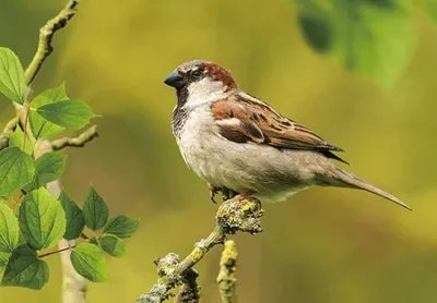 Produktbild von 3 D Ansichtskarte Spatz, Postkarte Wackelkarte Hologrammkarte Tiere Tier Sperling Vogel