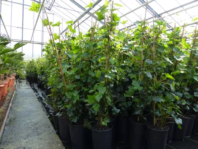 Produktbild von 10 Stück Efeu Hedera helix 100 - 120 cm Heckenpflanze winterhart Kletterpflanze Hecke Sichtschutz blickdicht