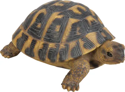 Produktbild von Dehner Dekofigur Schildkröte, 7.7 x 17 x 11.7 cm, Polyresin, braun/dunkelgrau