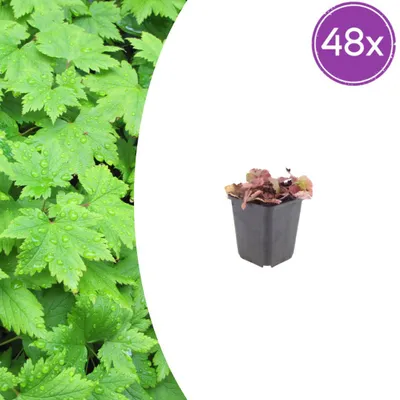 Produktbild von Tiarella cordifolia – Herzblättrige Tiarella – 9-cm-Topf – 15–25 cm hoch – Set mit 48 Pflanzen