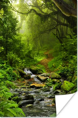 Produktbild von MuchoWow® Poster Natur - Wasser - Dschungel - Wald - Tropisch 120x180 cm - Kunstposter
