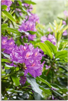 Produktbild von ARTland Leinwandbild Pink Rhododendren Größe: 80x120 cm