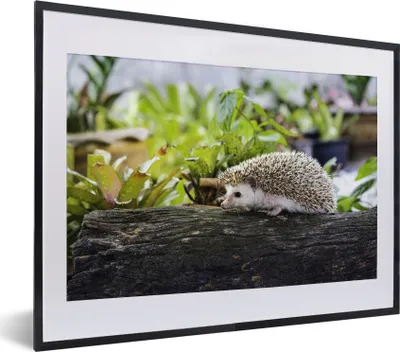 Produktbild von MuchoWow® MuchoWow® Gerahmtes Poster Igel läuft auf Baumstumpf 40x30 cm - Poster mit zchwarzem Bilderrahmen - Bilderrahmen - Poster im Rahmen