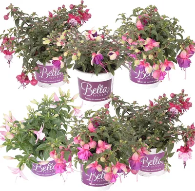 Produktbild von Bloomique - 6er-Mix - Hängende Fuchsien-Mischung - Glockenblume - Farb-Mix - Beetpflanzen - Gartenpflanzen - 15-20 cm Hoch - Topf 10,5 cm