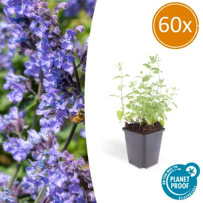 Image de Nepeta 'Six Hills Giant' | 60 pièces - 10-25cm - Ø9cm - Plante de jardin