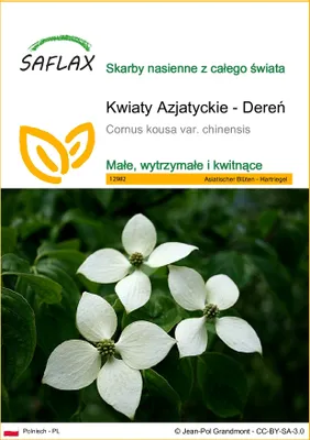 Zdjęcie produktu dla SAFLAX - Kwiaty Azjatyckie - Dereń - 30 Nasiona - Cornus kousa var. chinensis