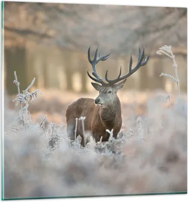 Produktbild von Bilder auf glas - Hirsch Wald Natur - 50x50cm - Glasbilder - Wandbilder - Kunstdruck - zum Aufhängen bereit - Wanddekoration aus Glas - Glas Bilder - Wandbild auf Glas - Einteilig - GAC50x50-3744