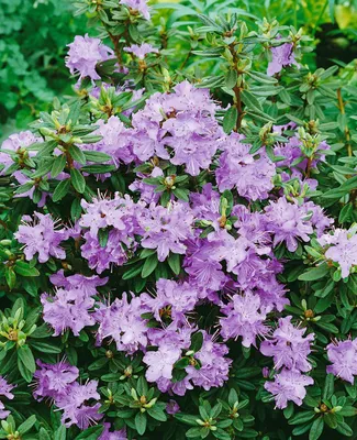 Produktbild von Rhododendron impeditum 'Blumiria', Zwerg-Rhododendron, lila, 25–30 cm