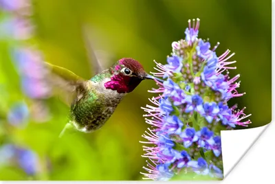 Produktbild von MuchoWow® Poster Vogel - Kolibri - Rot - Grün 180x120 cm - Fotoplakat
