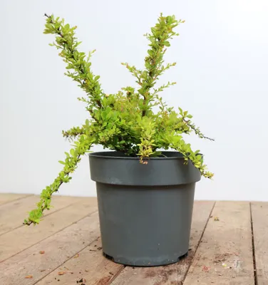 Produktbild von Berberis thunbergii 'Sunsation', Gelbbunte Heckenberberitze, 20–25 cm