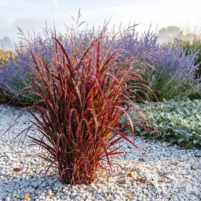 Produktbild von Stauden Gänge 10 x Panicum virgatum 'Oxblood Autumn®' im 11 x 11 cm Topf - Kompakte Rote Rutenhirse - Tief dunkelrotes Laub ab Frühsommer - Winterhart