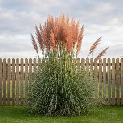 Produktbild von Stauden Gänge 3 x Cortaderia selloana 'Rosea' im 1 Liter Topf - Rosa Pampasgras 200-250 cm - Luftige Blütenwolken in sanftem Rosé
