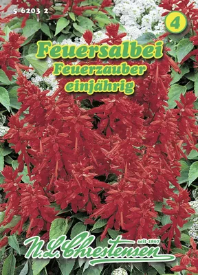 Artikelbild 1 von 'Feuersalbei Feuerzauber' aus der Kategorie Salbeisamen