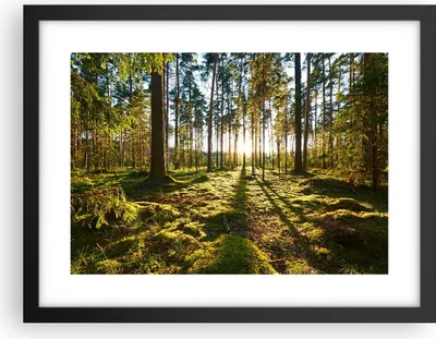 Produktbild von Gerahmtes Poster - Schwarzer Rahmen - Wald Baum Natur - 40x30 cm - Wand Bild - Wanddeko - Wandbilder - Kunstposter - Wandposter - Bilderrahmen - Bilder - Kunstdruck - Wandbild - P2BAA40x30-3724