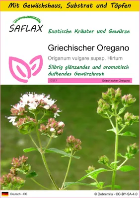 Produktbild von SAFLAX Anzucht Set - Griechischer Oregano - Origanum vulgare supsp. Hirtum - 600 Samen - Mit Mini-Gewächshaus, Anzuchtsubstrat und 2 Töpfen