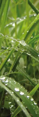 Produktbild von Pflanzen Kunstdruck Bild - Morgentau Im Grünem Gras (158 x 53 cm)