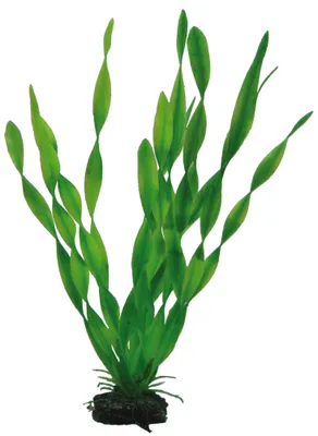 Immagine prodotto di Hobby Vallisneria, 34 cm