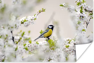 Produktbild von MuchoWow® Poster Vogel - Kohlmeise - Blumen - Blütenbaum 90x60 cm - Schlafzimmer