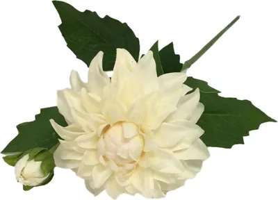 Produktbild von artplants.de Künstliche Dahlie WERNYT, Creme, 45cm - Kunstblume Georgine