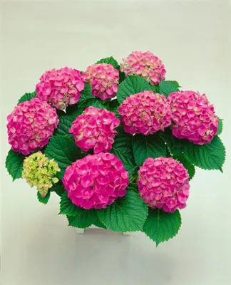 Produktbild von Hydrangea macrophylla 'Red Baron', Hortensie, rot, 30–40 cm