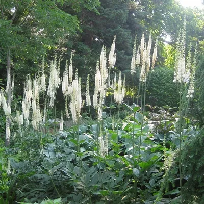 Produktbild von 6 x Christophskraut - Actaea racemosa 'Cordifolia' | Topf 9x9 cm