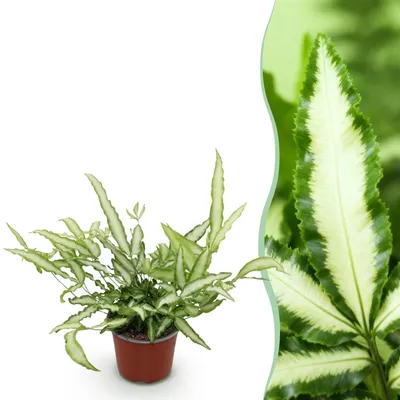 Produktbild von Green boutiQ - Zimmerpflanze - Pteris cretica Albolineata - Schwertfarn - Haustierfreundliche Pflanze - Grün - 1 Pflanze - Topf 12cm - Höhe 20cm