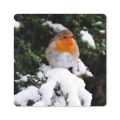 Produktbild von MuchoWow® Mauspad Mousepad Rotkehlchen - Baum - Schnee 30x30 cm - Mousepads - Maus Mat - Pad - Mausunterlage - Gaming