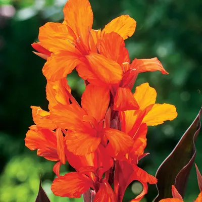 Produktbild von Canna Kanna Blüten Knolle Töpfe Garten Canna Orange 1 St.