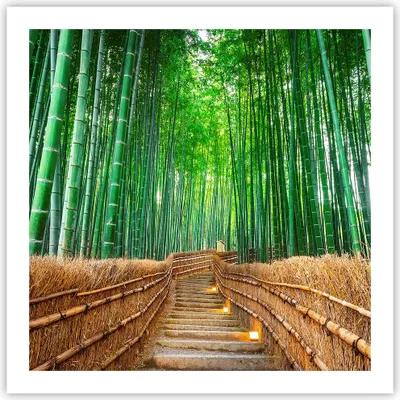 Produktbild von Poster - Poster ohne Rahmen - Bambus Pflanze - 60x60 cm - Wand Bild - Wanddeko - Wandbilder - Kunstposter - Wandposter - Bilder - Kunstdruck - Wanddekoration - Wandbild - P2XAC60x60-3979