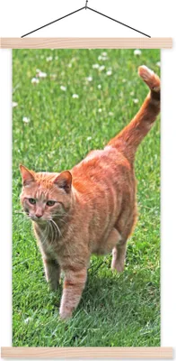 Produktbild von MuchoWow® Textilposter Katze - Rot - Katze - Mädchen - Kinder - Jungen - Kind 40x80 cm mit holzfarbenen Rahmen - Wohnzimmer