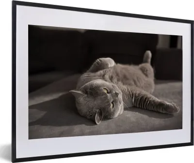 Produktbild von MuchoWow® MuchoWow® Gerahmtes Poster Tier - Katze - Grau 60x40 cm - Poster mit zchwarzem Bilderrahmen - Schlafzimmer - Plakat in Rahmen - Drucken