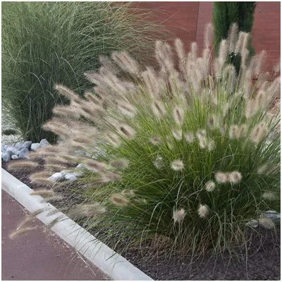 Produktbild von Stauden Gänge 5 x Pennisetum alopecuroides 'Japonicum' im 1 Liter Topf - Lampenputzergras - Asiatische Inspiration in filigraner Form - Winterhart