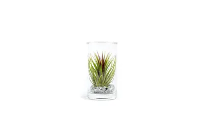 Obrázok produktu pre Gardners Tillandsia v skle