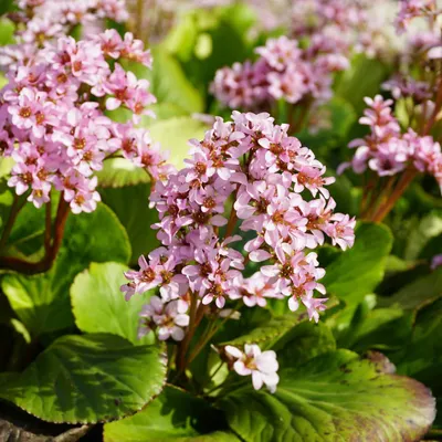 Produktbild von Schusterblume Bergenia cordifolia – 6 Pflanzen – 10-25cm – Ø9cm – Immergrüne Staude mit rosa Blüten