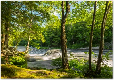 Produktbild von Tulup® Glas-Bild - 100 x 70 - Wandbild aus Glas - Wandkunst - Wandbild hinter gehärtetem Sicherheitsglas - Landschaften - Fluss im Wald - Grün
