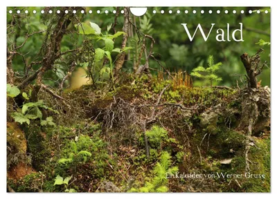Produktbild von Wald (Wandkalender 2027 DIN A4 quer), CALVENDO Monatskalender