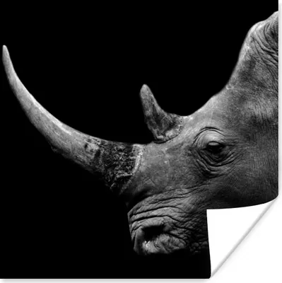 Produktbild von MuchoWow® Poster Nashorn - Tiere - Schwarz - Weiß - Porträt 30x30 cm - Wandposter - Printing