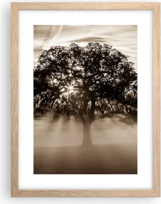Produktbild von Gerahmtes Poster - Rahmen in heller Eiche - Baum Feld Natur - 30x40 cm - Wand Bild - Wanddeko - Wandbilder - Kunstposter - Wandposter - Bilderrahmen - Bilder - Kunstdruck - Wandbild - P2NPA30x40-3811